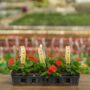 Sunpatiens – Compact Electric Orange – 306 pack